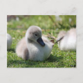 Carte Postale Cygne bébé (Devant)