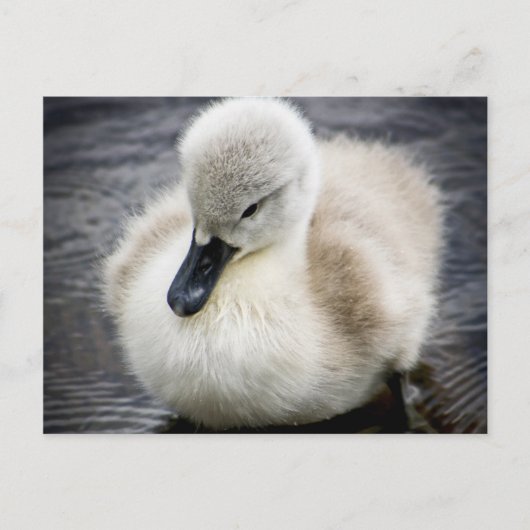 Carte Postale Cygne bébé | Cygnet (Devant)