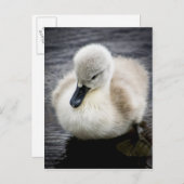 Carte Postale Cygne bébé | Cygnet (Devant / Derrière)