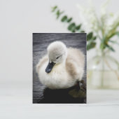 Carte Postale Cygne bébé | Cygnet (Debout devant)