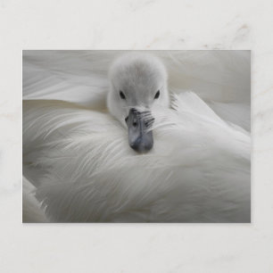 Carte Postale Cygne, Belles Plumes Blanches, Beauté Confort