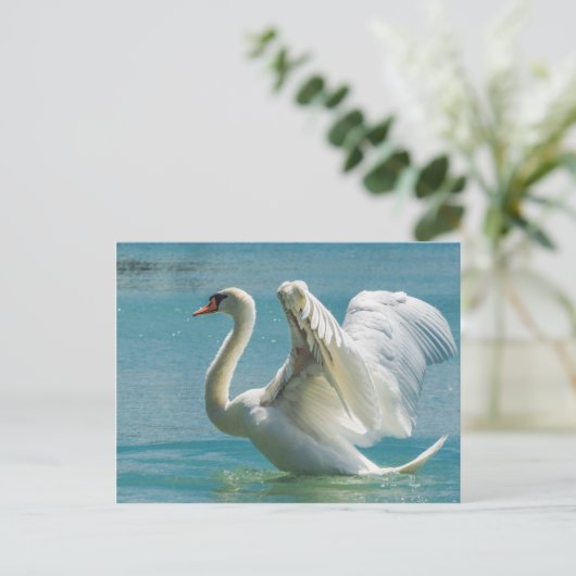 Carte Postale Cygne blanc (Debout devant)
