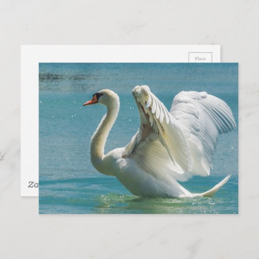 Carte Postale Cygne blanc (Devant / Derrière)