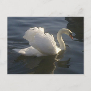 Carte postale Cygne blanc