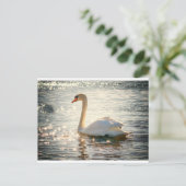 Carte Postale Cygne blanc (Debout devant)