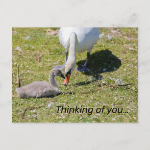 Carte Postale Cygne Blanc Avec Cygnet