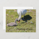 Carte Postale Cygne Blanc Avec Cygnet (Devant / Derrière)