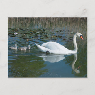 Carte Postale Cygne blanc muet avec bébé cygne canardant sur un