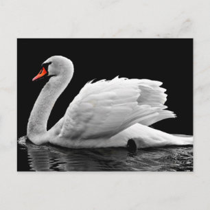 Carte Postale Cygne blanc sur le lac