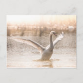 Carte Postale Cygne blanc sur le lac Nature Photo (Devant)