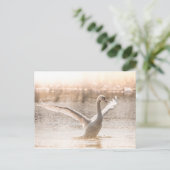 Carte Postale Cygne blanc sur le lac Nature Photo (Debout devant)