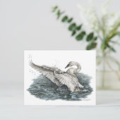 Carte Postale Cygne blanc sur l'eau (Debout devant)