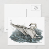 Carte Postale Cygne blanc sur l'eau (Devant / Derrière)