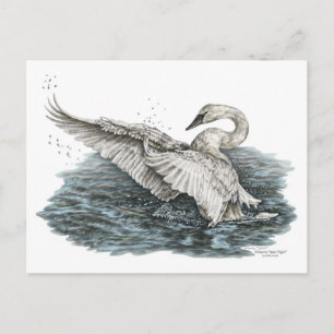 Carte Postale Cygne blanc sur l'eau