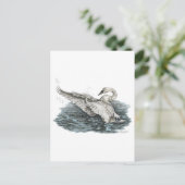 Carte Postale Cygne blanc sur l'eau (Debout devant)