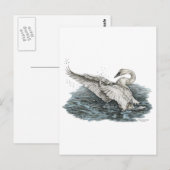 Carte Postale Cygne blanc sur l'eau (Devant / Derrière)