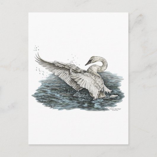 Carte Postale Cygne blanc sur l'eau (Devant)