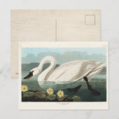 Carte Postale Cygne commun d'Amérique, Oiseaux d'Amérique, Vinta (Devant / Derrière)