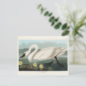 Carte Postale Cygne commun d'Amérique, Oiseaux d'Amérique, Vinta (Debout devant)