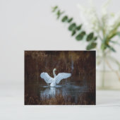 Carte Postale Cygne dans la salle de bain du matin (Debout devant)