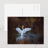 Carte Postale Cygne dans la salle de bain du matin (Devant / Derrière)