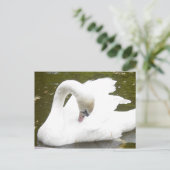 Carte Postale Cygne du lac (Debout devant)