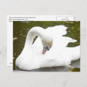 Carte Postale Cygne du lac (Devant / Derrière)