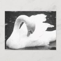 Cygne du lac - Noir et Blanc