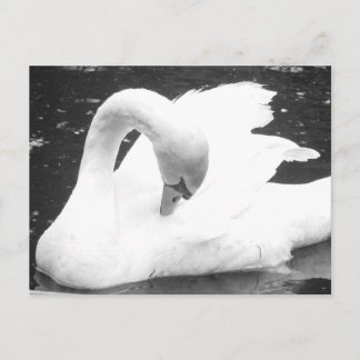 Carte Postale Cygne du lac - Noir et Blanc