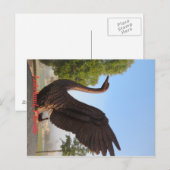 Carte Postale Cygne en vol Lakeland, Floride (Devant / Derrière)