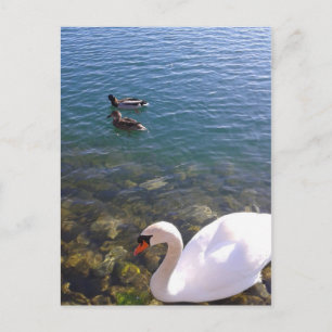Carte Postale Cygne et canards Distances sociales