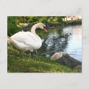 Carte Postale Cygne et jeune cygne
