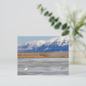 Carte Postale Cygne et Neige (Debout devant)