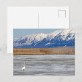 Carte Postale Cygne et Neige (Devant / Derrière)