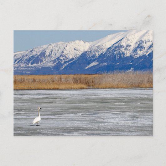 Carte Postale Cygne et Neige (Devant)