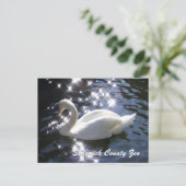 Carte postale Cygne Étincelant (Debout devant)