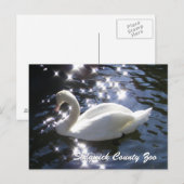 Carte postale Cygne Étincelant (Devant / Derrière)