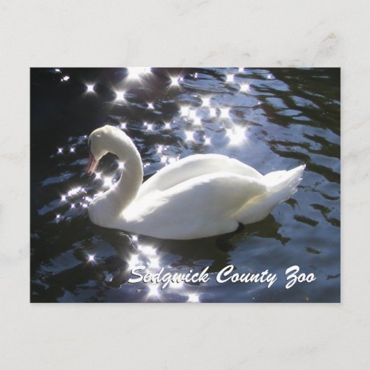 Carte postale Cygne Étincelant (Devant)