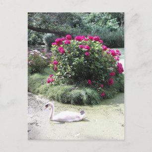 Carte Postale Cygne - Île aux fleurs