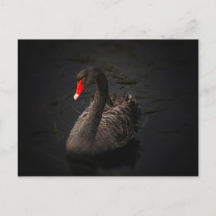 Carte Postale Cygne noir