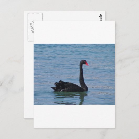 Carte Postale Cygne noir (Devant / Derrière)