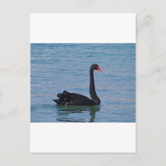 Carte Postale Cygne noir