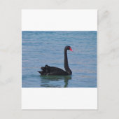 Carte Postale Cygne noir (Devant)