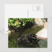 Carte Postale Cygne noir (Devant / Derrière)