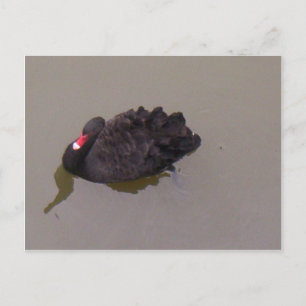 Carte Postale Cygne noir