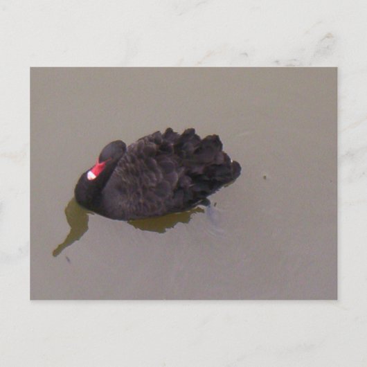 Carte Postale Cygne noir (Devant)