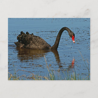 Carte Postale Cygne noir