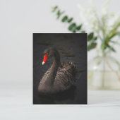 Carte Postale Cygne noir (Debout devant)