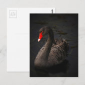 Carte Postale Cygne noir (Devant / Derrière)