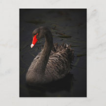 Cygne noir